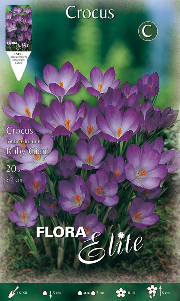 CROCUS TOMMASINIANUS RUBY GIANT (CONFEZIONE 15 BULBI)
