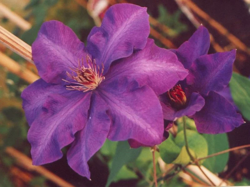 CLEMATIDE CLEMATIS JACK. JACKMANII (1 PIANTA) VASO 16CM