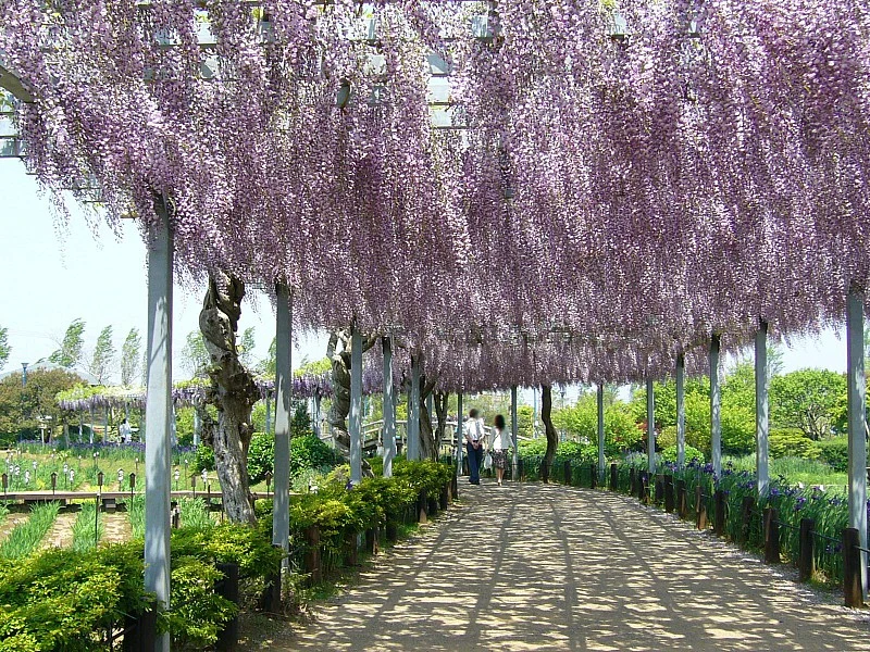 GLICINE WISTERIA FLORIBUNDA NAGA NODA VASO 15CM