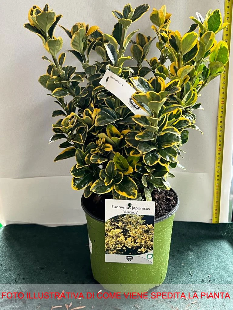 EUONYMUS JAPONICUS AUREUS VASO 18CM