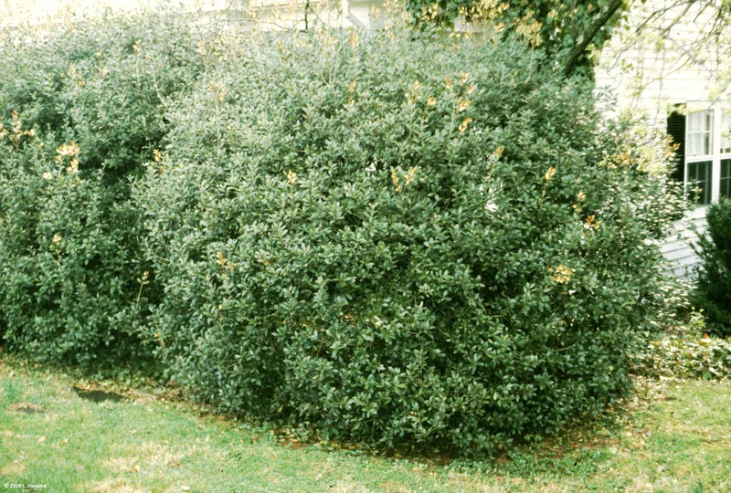 OSMANTHUS FRAGRANS OLEA FRAGRANS BIANCO VASO 24CM
