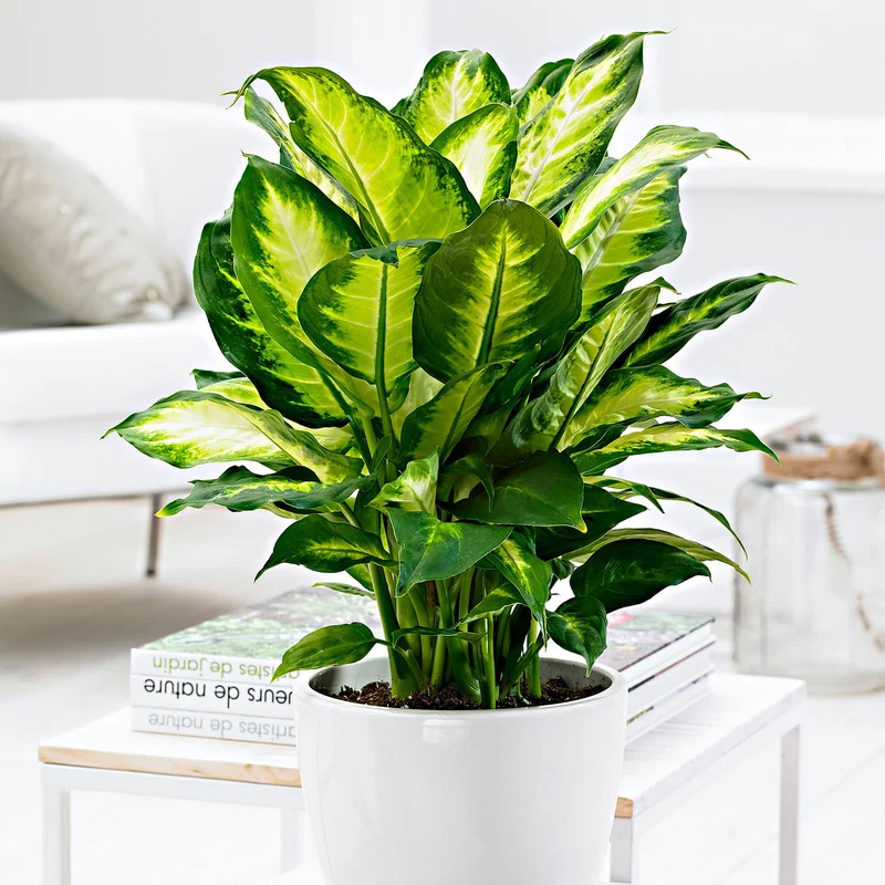 DIEFFENBACHIA CAMILLA VASO 17CM