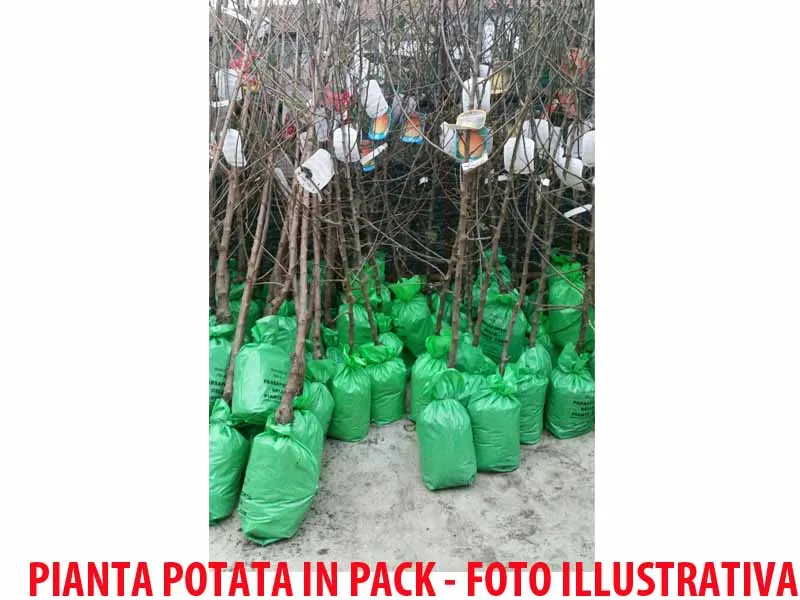 MELO STARKY (1 PIANTA)