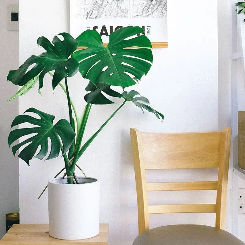MONSTERA DELICIOSA VASO 14CM