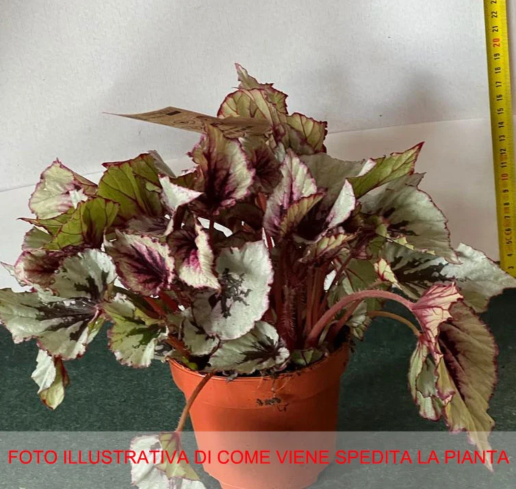 BEGONIA REX COLORI ASSORTITI IN VASO 12CM