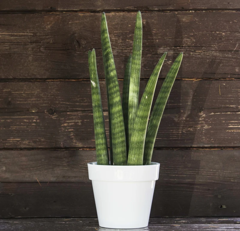 SANSEVIERIA CYLINDRICA IN MIX IN VASO 9CM