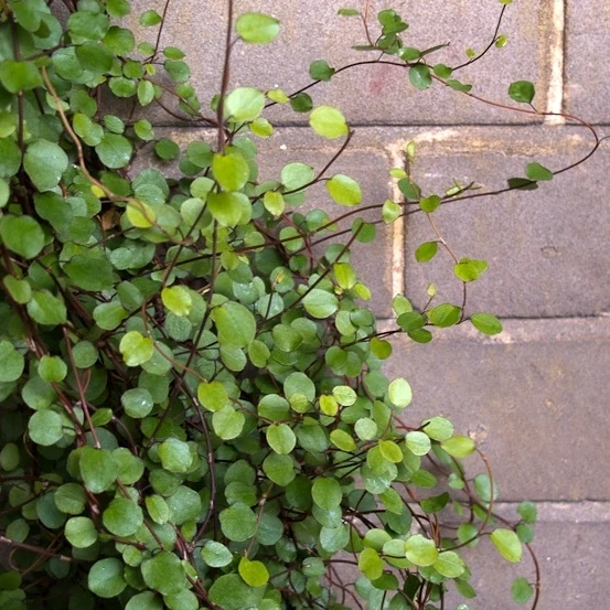 MUEHLENBECKIA AXILLARIS COMPLEXA IN VASO 9CM
